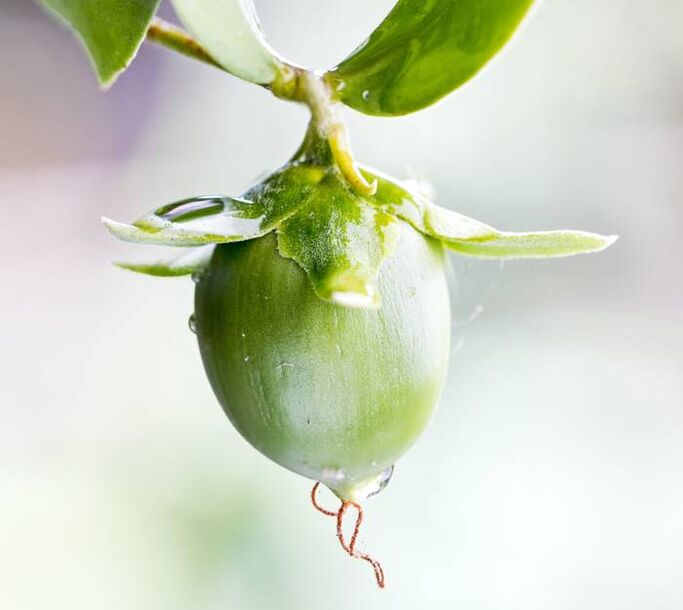Aceite antiarrugas hidratante derivado del fruto de la jojoba